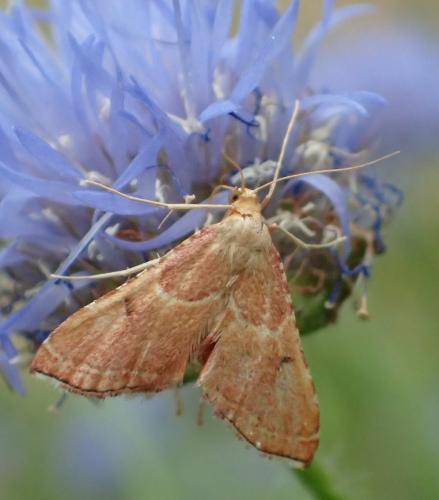 Réf. 244 232 : Endotricha flammealis
